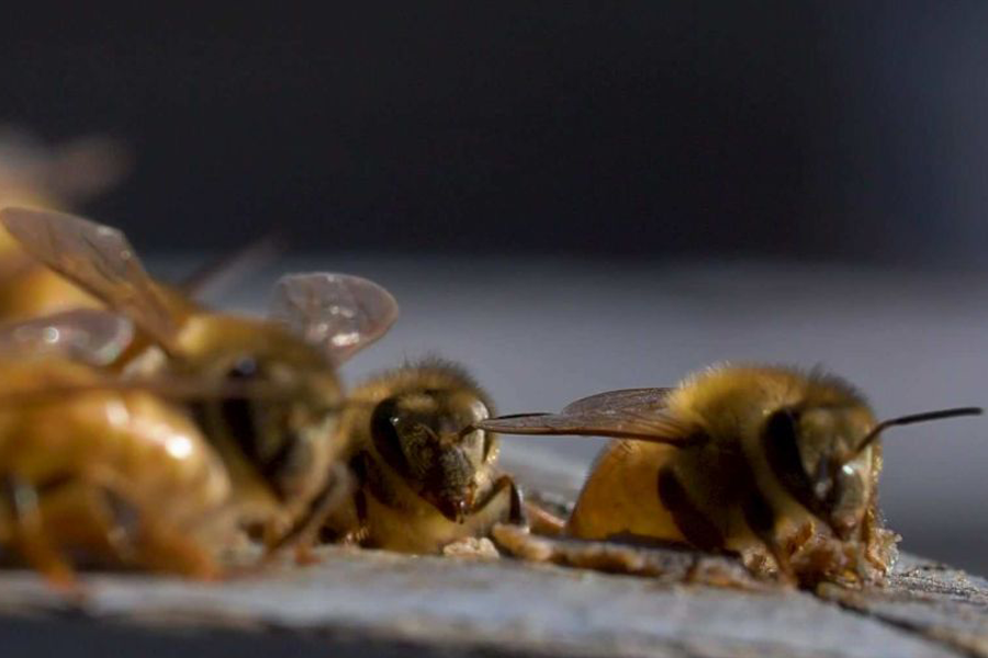 Veninul albinelor poate ucide celulele agresive ale cancerului de sân